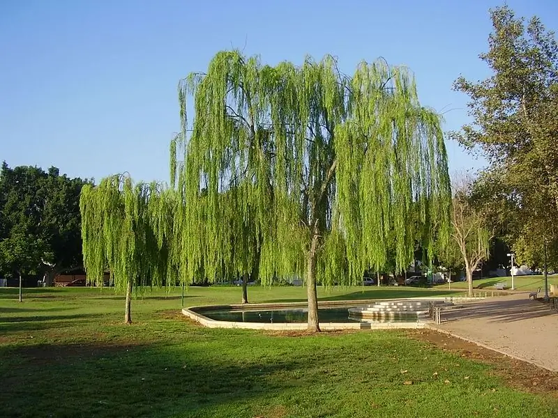 Parcul Central