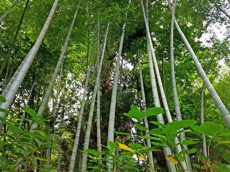 Bambú en el Jardín Botánico