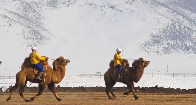 Mongolen rijden op kamelen