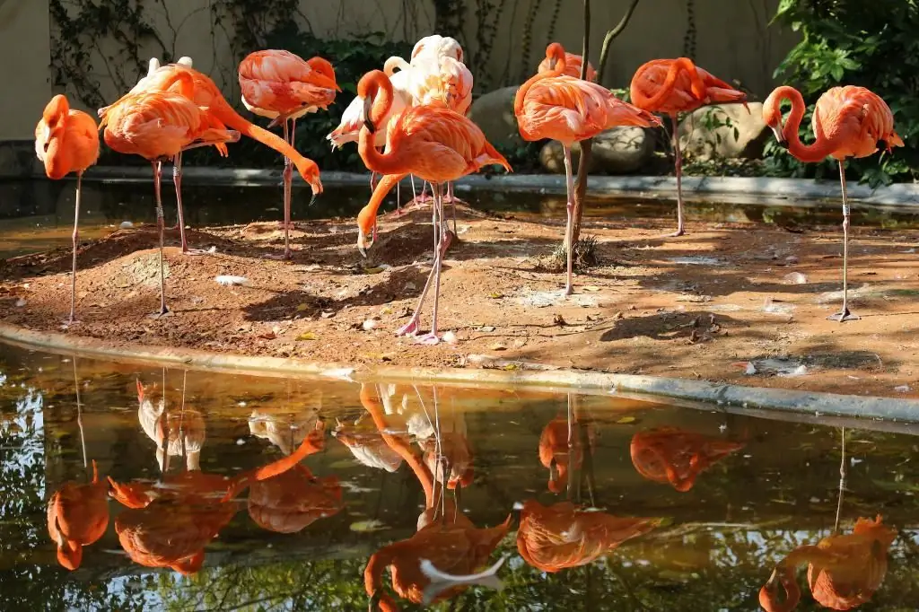 schöne Flamingos