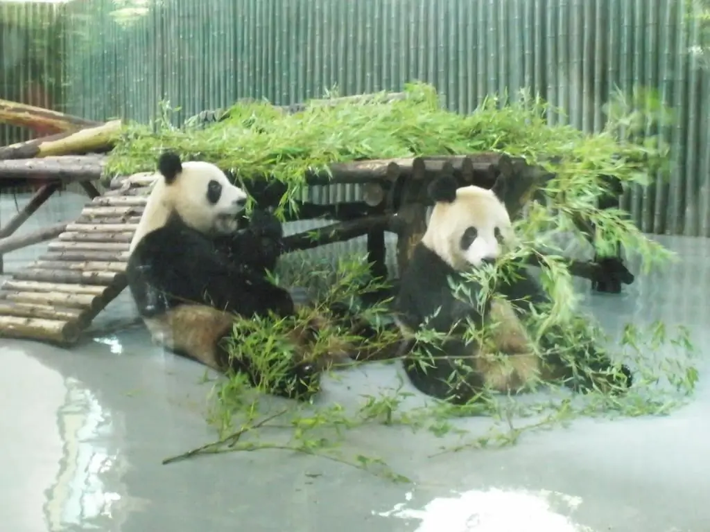 pandas divertidos