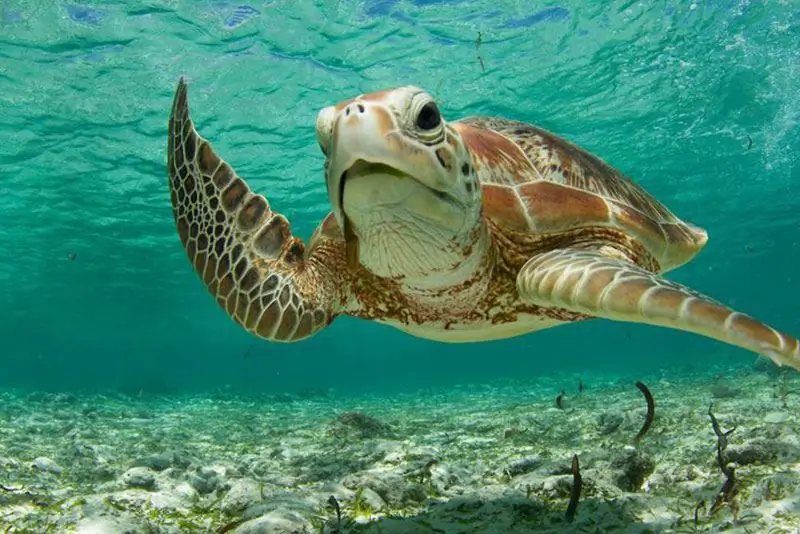 duik in La Digue