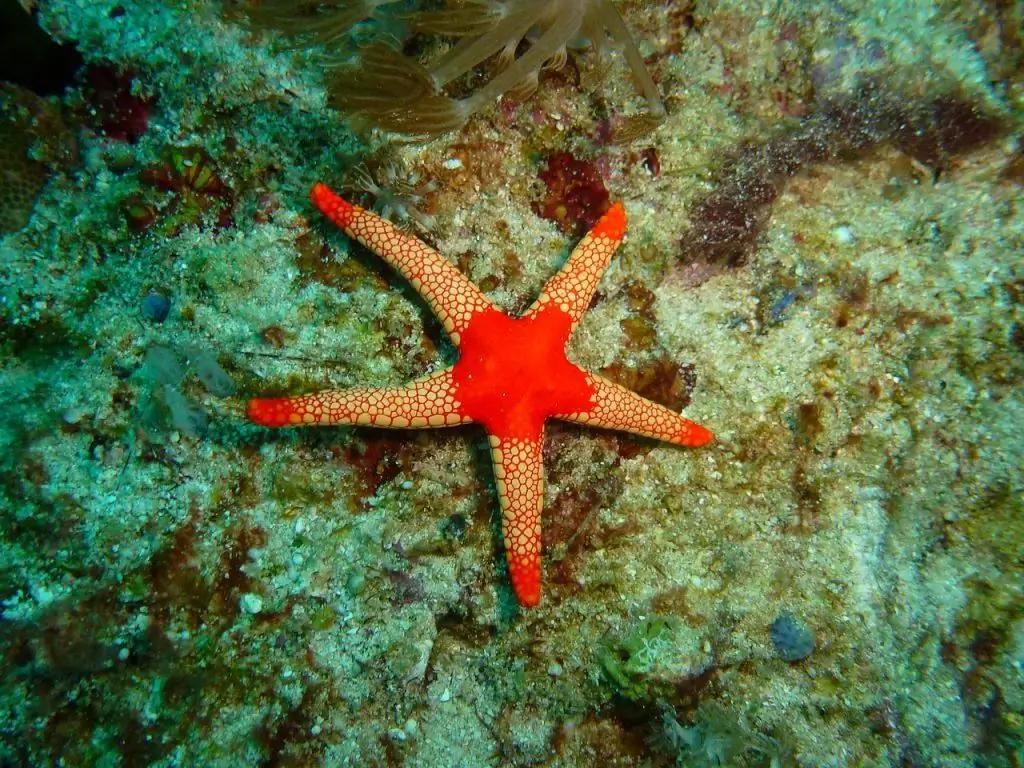 Starfish