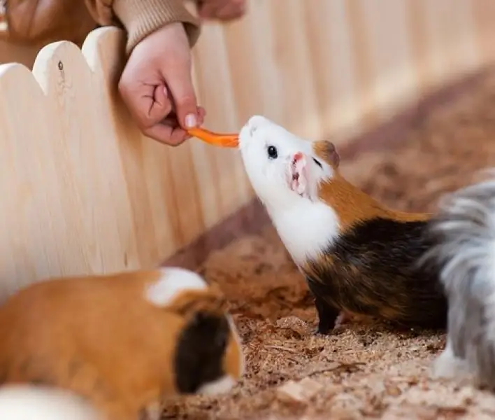 zoo pour enfants clairière de la forêt de kemerovo