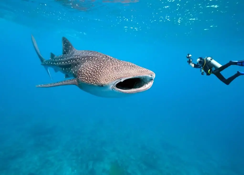 ataque de tiburon en tailandia