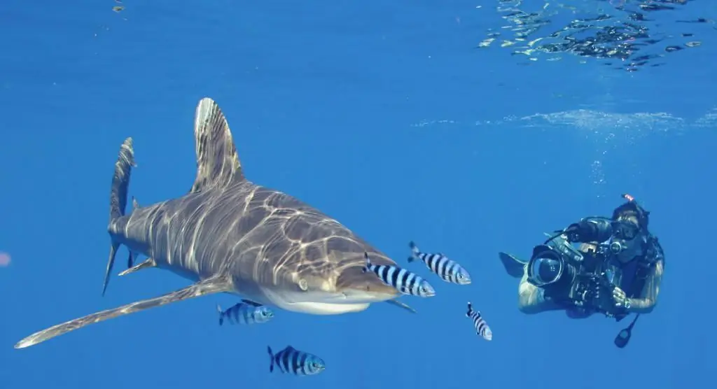 tiburón en la playa en tailandia