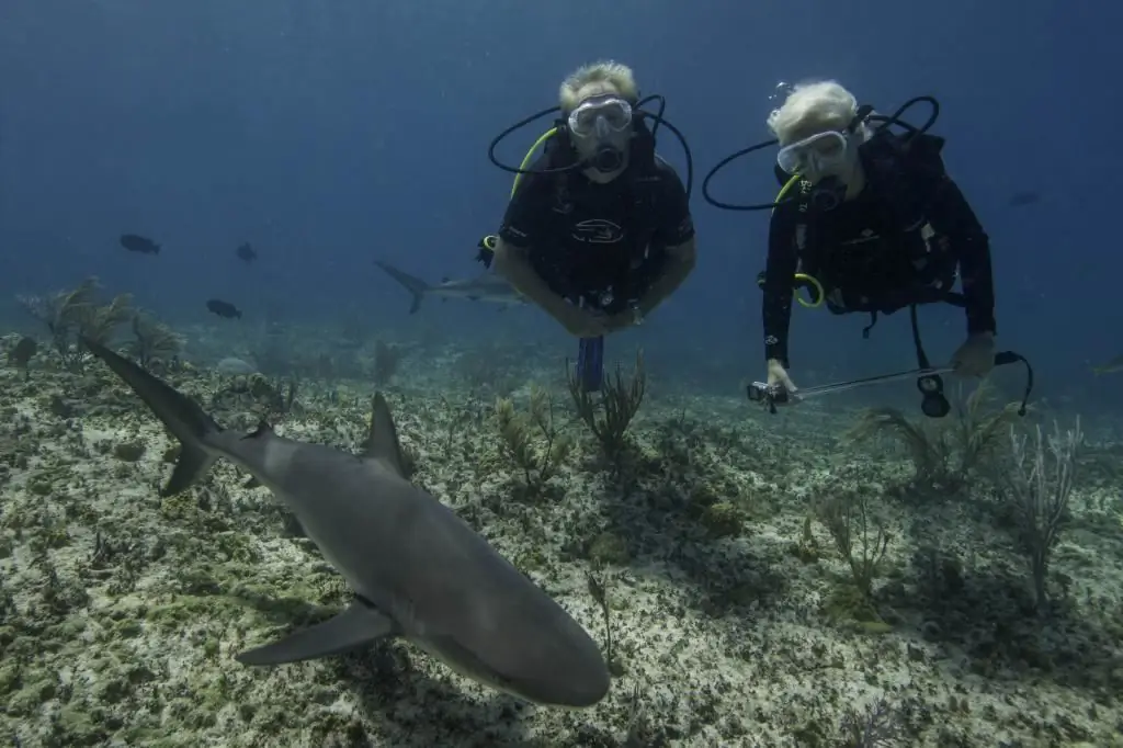 tiburones en el fondo