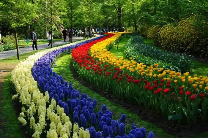 Keukenhof (parque) - una alfombra de flores tejida por la propia naturaleza