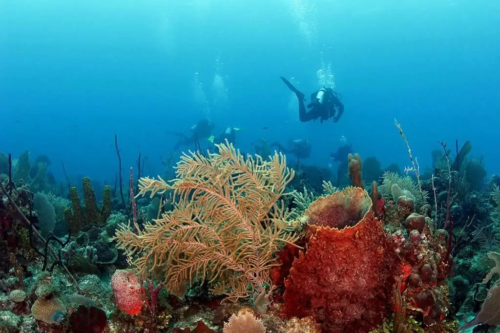 Món submarí a Punta Cana