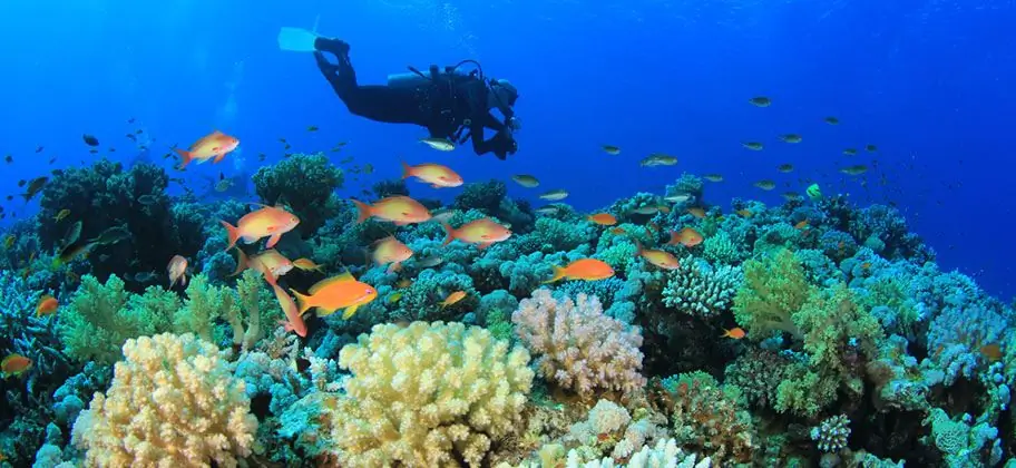 Diving sa Thailand: paglalarawan at mga tampok ng serbisyo, ang pinakamahusay na mga lugar para sa diving, mga review ng mga turista