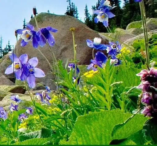 Tourist center "Golden Lake", Altai Territory - tshuaj xyuas, piav qhia thiab tshuaj xyuas