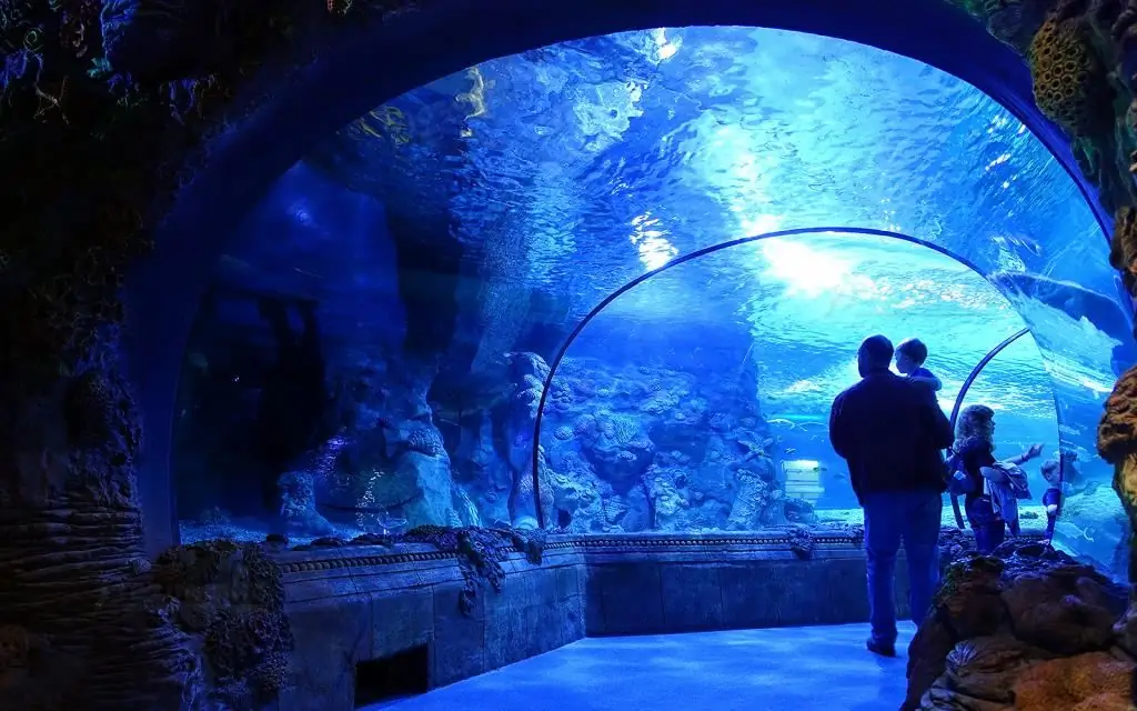 Ang pinakamahusay na mga oceanarium sa Moscow: mga address, kung paano makarating doon, oras ng pagbubukas, mga review